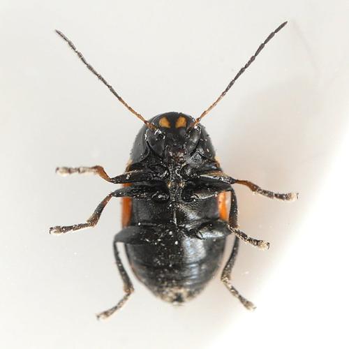 Réf. 345 607 : Cryptocephalus moraei